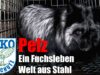 Pelz: Ein Fuchsleben – Welt aus Stahl// SOKO Tierschutz e.V.