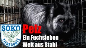 Pelz: Ein Fuchsleben - Welt aus Stahl// SOKO Tierschutz e.V.