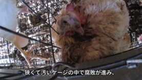 PETAは、サプライヤー農場における、鶏への残虐行為が明らかになったキューピーに、卵の使用をやめるよう求めます