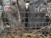 PETA Asia Investigation Exposes Russian Fur Farm Horrors: Rabbits Bashed, Chinchillas Electrocuted