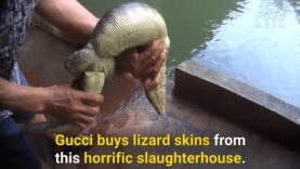 PETA Asia Investigation: How Lizards Are Killed for Gucci’s Lizard-Skin Purses and Wallets