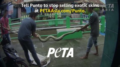 PETA Asia Investigation: Snakes Bludgeoned and Skinned Alive for Punto Bags