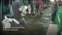 PETA Asia Investigation  Snakes Bludgeoned and Skinned Alive for Hozian Bags