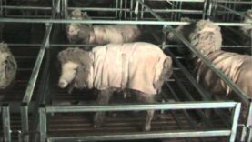 PETA Australia: Ultrafine Wool: Confinement, Misery, Abject Boredom