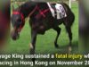 PETA Calls for Investigation Into Horse Cruelty at Happy Valley Track, Hong Kong