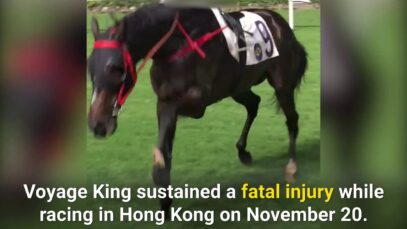 PETA Calls for Investigation Into Horse Cruelty at Happy Valley Track, Hong Kong