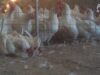 PETA Exposes Cruelty at Australia's Largest Chicken Producer