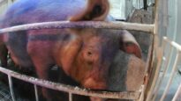 PETA Exposes Horrific Cruelty to Pigs at Nippon Ham in Japan