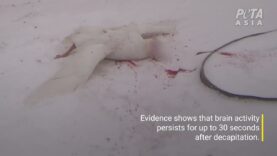 PETA Reveals How Geese Suffer for ‘Responsible Down Standard’–Certified Down