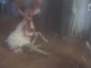 PETA's 5th Australian Wool Exposé Leads to Guilty Plea to Cruelty Charge