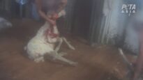 PETA's 5th Australian Wool Exposé Leads to Guilty Plea to Cruelty Charge