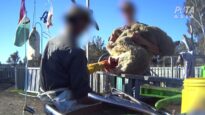 PETA’s Latest Findings of Cruelty in the Australian Wool Industry