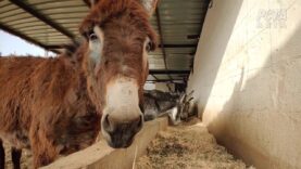 PETA's Petra Clinic Is Saving the Lives of Injured Donkeys, Horses, and Camels