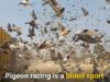 Pigeon Racing is a Blood Sport