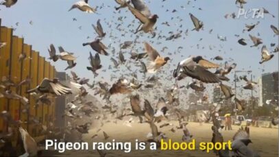 Pigeon Racing is a Blood Sport