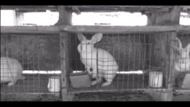 Rabbit Fur Farms in China
