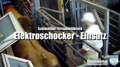 Schlachthof Fürstenfeldbruck: Elektroschocker Einsatz // SOKO Tierschutz e.V.