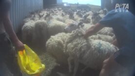 Scottish Wool Farmer Found Guilty After Being Filmed Punching Sheep in the Face