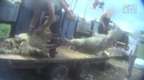 Sheep in the UK Beaten, Stamped on, Cut, and Killed for Wool