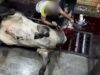 Shocking: Australian Cattle Butchered Alive in Indonesian Slaughterhouses