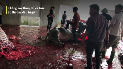 The Do Son Buffalo Fighting Festival: Vietnam's Long-Standing Legacy of Cruelty
