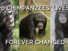 The Lives of These 20 Chimpanzees Were Forever Transformed