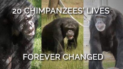 The Lives of These 20 Chimpanzees Were Forever Transformed