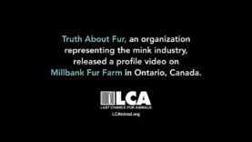 The Truth About Millbank – Exposing Fur Industry Lies