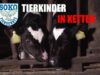 Tierkinder in Ketten// SOKO Tierschutz e.V.