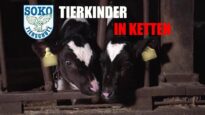 Tierkinder in Ketten// SOKO Tierschutz e.V.