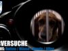 TIERVERSUCHE IM FOKUS: Mäuse, Ratten, Hunde, Affen // SOKO Tierschutz e.V.