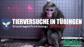 TIERVERSUCHE IN TÜBINGEN – Grundlagenforschung: Grundlegend falsch // SOKO TIERSCHUTZ e.V.