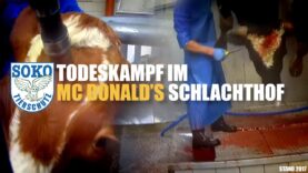 Todeskampf im McDonald's Schlachthof// SOKO Tierschutz e.V.