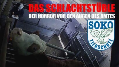 Totalversagen beim Schutz der Tiere im Schlachthof Backnang// SOKO Tierschutz e.V.