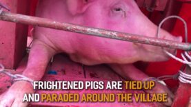 Vietnam's Cruel Pig Slaughter Festival