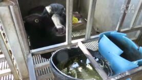 Water Buffaloes Tied to Poles and Beaten for Mozzarella Cheese