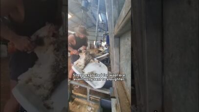 When production decreases, they are slaughtered. Choose animal-free fabrics. Live vegan for them.