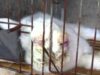 You Won't Believe What Happens on These 'Humane' Angora Farms