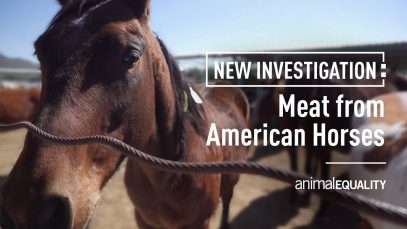 American Horses Slaughtered in Mexico for Meat | Investigation by Animal Equality