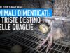 Animali dimenticati: il triste destino delle quaglie negli allevamenti in gabbia