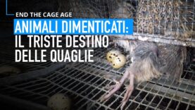 Animali dimenticati: il triste destino delle quaglie negli allevamenti in gabbia
