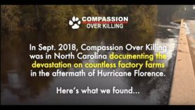 COK Investigation: Heartbreaking Aftermath of Hurricane Florence