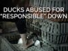 Ducks Abused for “Responsible” Down