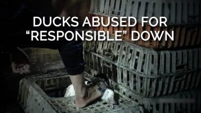 Ducks Abused for “Responsible” Down