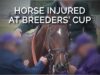 EXCLUSIVE VIDEO: Horse Injured at Breeders’ Cup