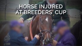 EXCLUSIVE VIDEO: Horse Injured at Breeders’ Cup