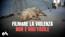 Filmare la violenza sugli animali non è mai facile – Essere Animali