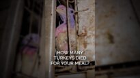 How Many Turkeys Died For Your Meal?