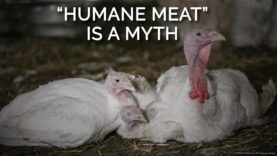 “Humane meat” is a Myth