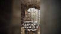 Keep your holiday gifts animal-free this year #youtubeshorts